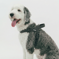 REFLECTIVE HARNESS