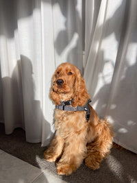REFLECTIVE HARNESS