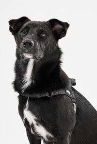 REFLECTIVE HARNESS