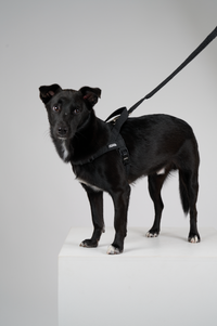 REFLECTIVE HARNESS