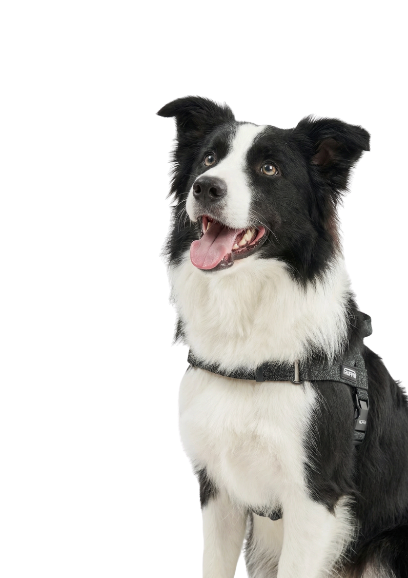 REFLECTIVE HARNESS