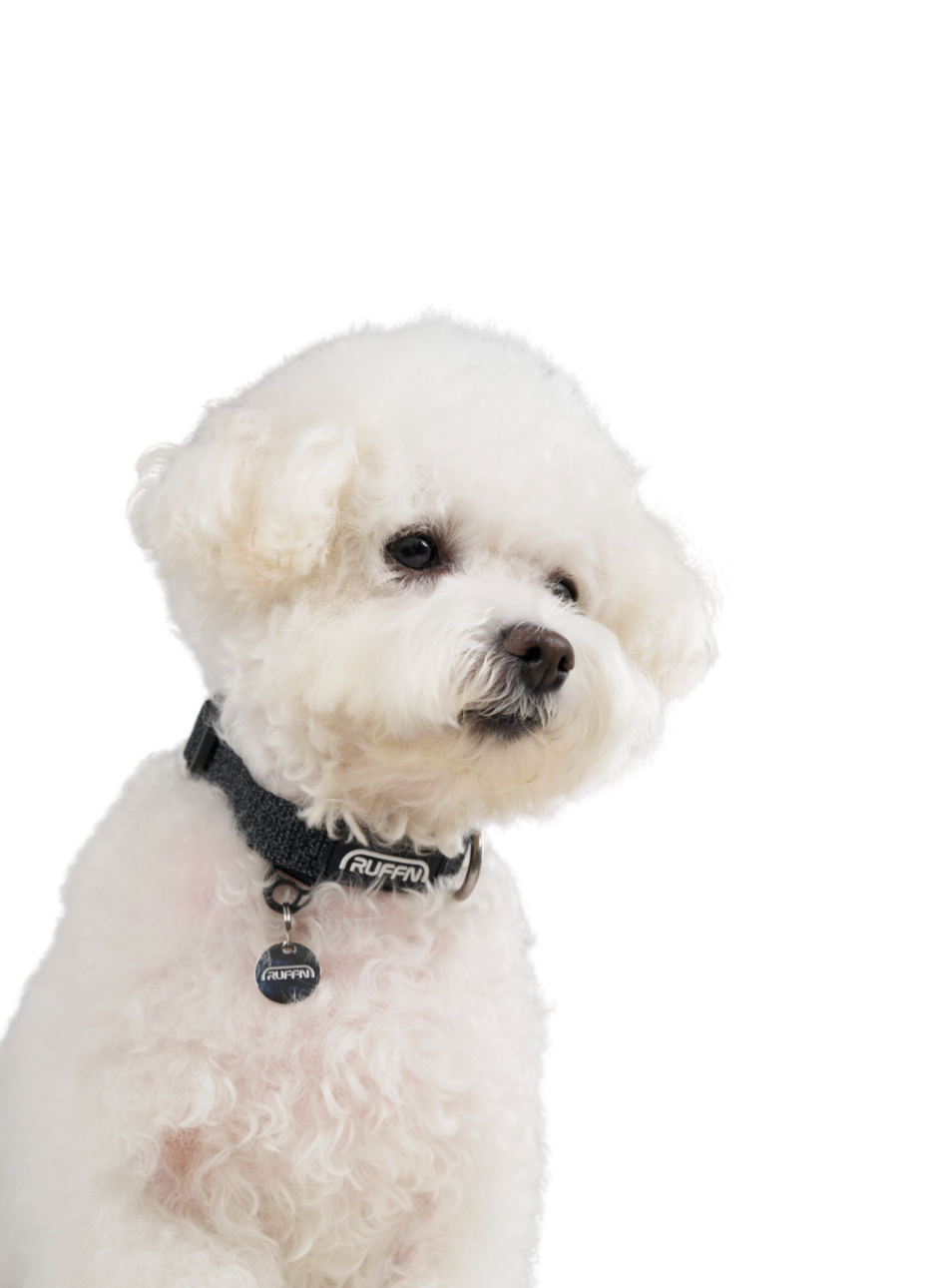 REFLECTIVE COLLAR