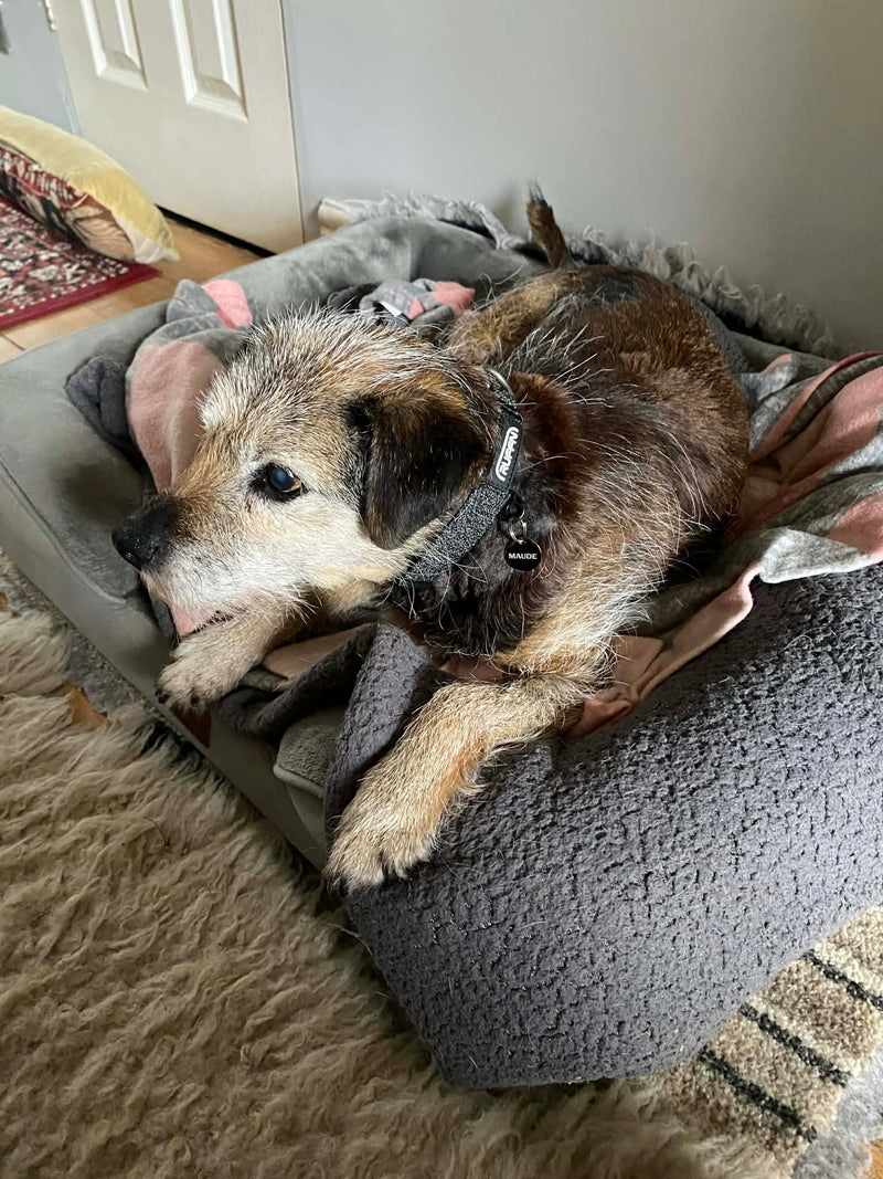 MAUDE / UNITED KINGDOM